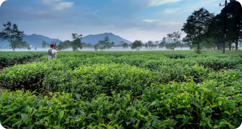 Growing Your Own Herbs at Home